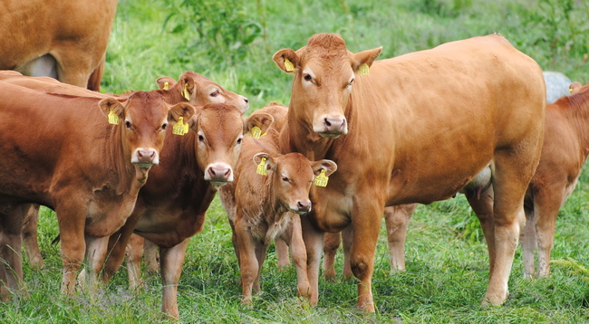 Limousin