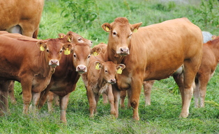 Limousin