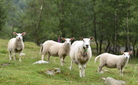 DSC 0131