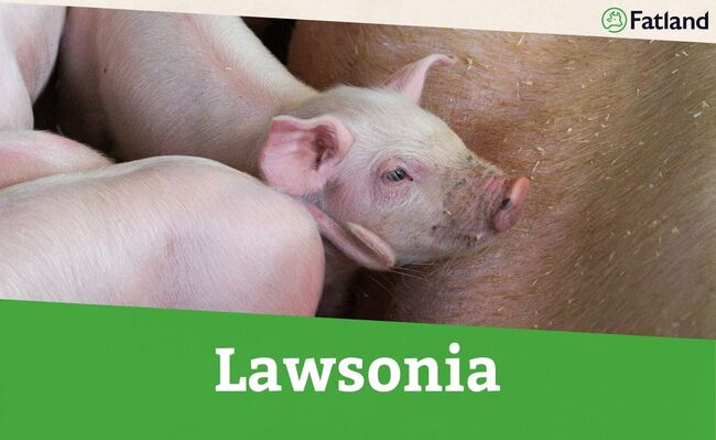 lawsoniaheader (2)