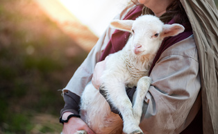 The shepherd holds the lamb in your arms