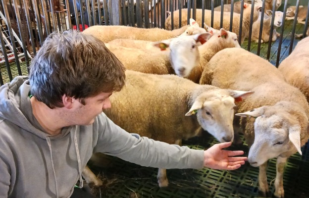 Lars med sau