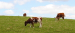 DSC 4590