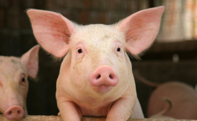 Pig leaning over the railing of his cot