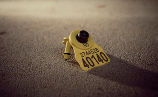 sauemerkekampanje 2025 2026 6