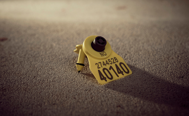 sauemerkekampanje 2025 2026 6