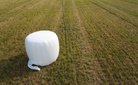 Ensilage av inplastad rundbal.