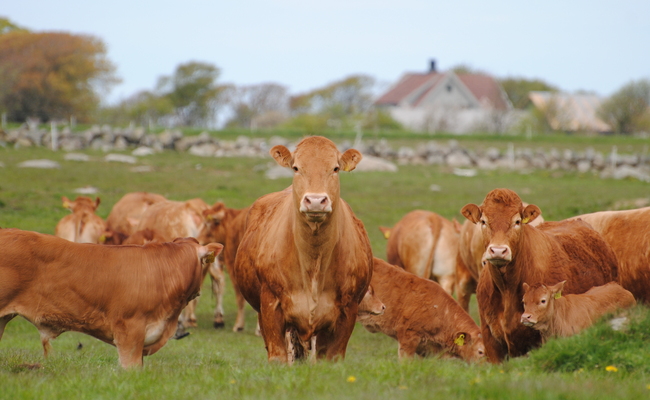 Guro Hansen Limousin flokk Jæren