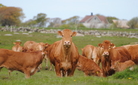 Guro Hansen Limousin flokk Jæren