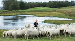 matingvannet