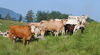 DSC 5924