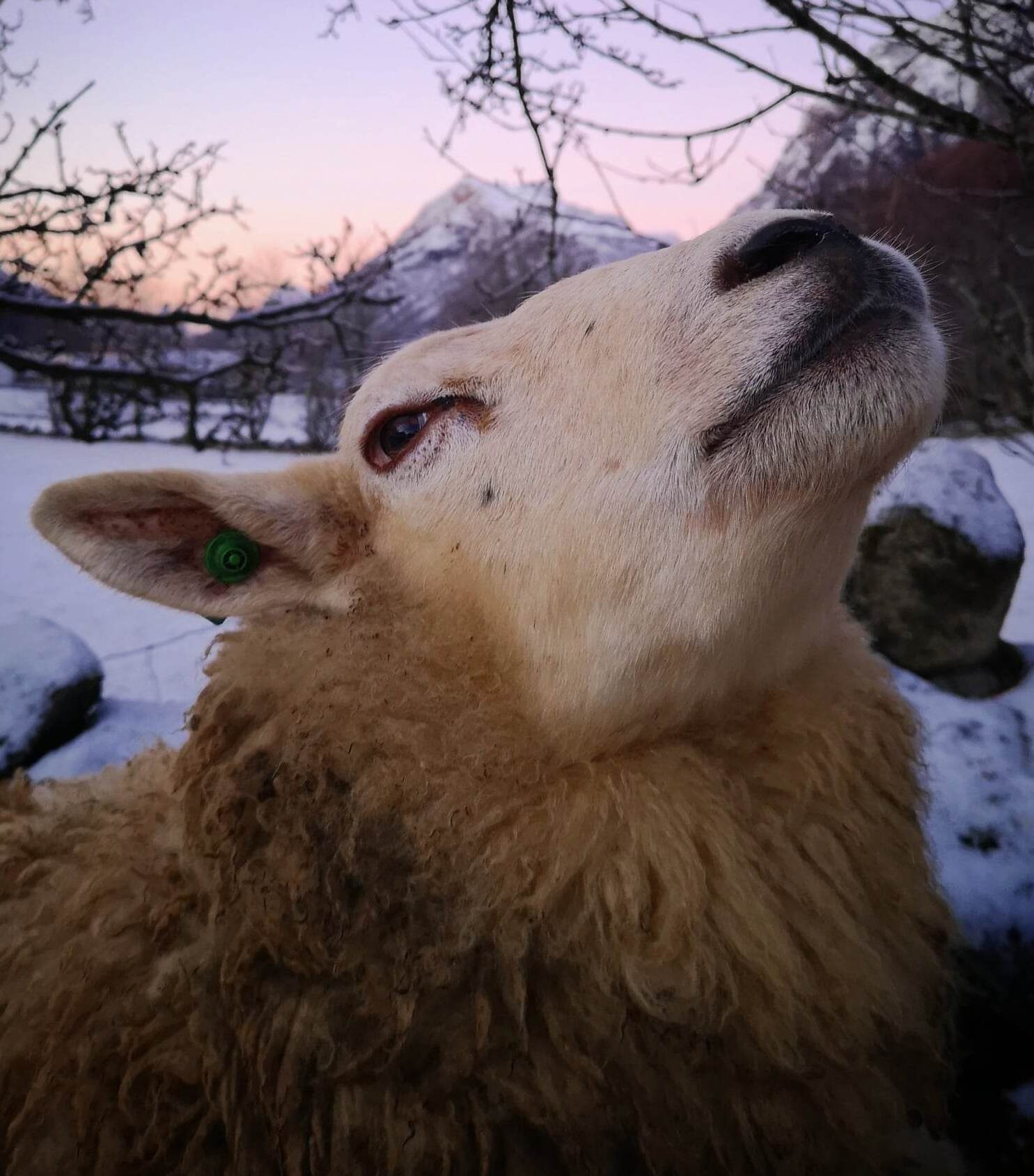 Bæærry Christmas. Foto: Siv K. Holte