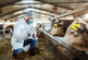 Caucasian veterinarian in protective uniform crouching, holding bottle with cure and preparing to give a shot to ill calf. Stable interior.