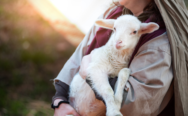 The shepherd holds the lamb in your arms