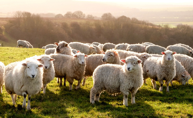 Eight sheep standing in a line looking at the camera in a green field with a flock of sheep grazing in the background, Sussex, England, UK, United Kingdom, Britian