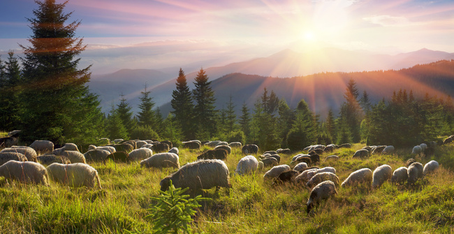 High in the mountains shepherds graze cattle among the panorama of wild forests and fields of the Carpathians. After the rain is a beautiful mist at dawn. Sheep provide wool and milk, meat