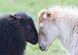 Black and white Icelandic sheep on pasture -  Concent of love