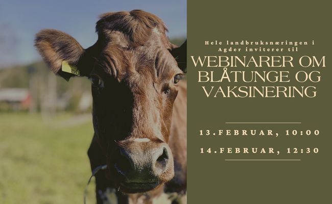 Webinar om blåtunge og vaksinering