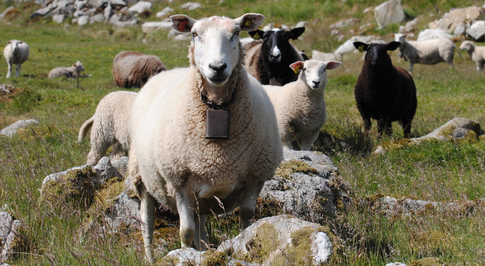 Fatland Slakting Av Smafe Vinteren 2016